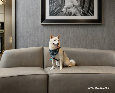 Pet-friendly stay at The Muse New York